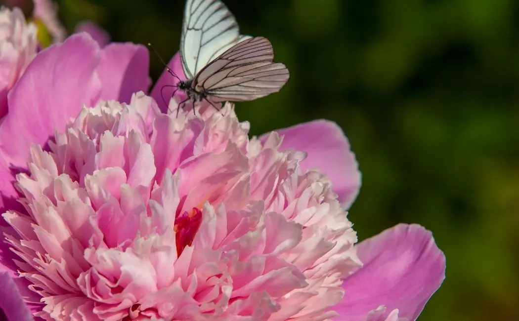 Piwonia Itoh – piękna odmiana wyjątkowego kwiatu